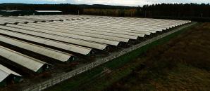 Skażenia środowiska przez fermę norek amerykańskich w Radachowie. Rutkowski w Gorzowie!