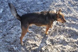 Łódzkie: Funkcjonariusze uratowali psa przywiązanego sznurkiem do torów! Dorwali sadystę, którego wskazało uratowane zwierzę!