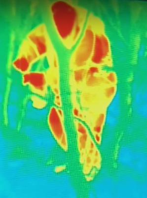 [VIDEO] Strzelce Krajeńskie: Kłusownik-recydywista zatrzymany!