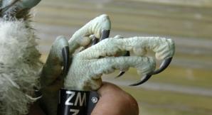 Sokoły wędrowne dostały obrączki 