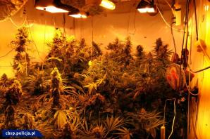 [VIDEO] Polsko-hiszpański cios w przestępczość narkotykową