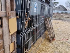 Policjanci i Służba Weterynaryjna odebrały 43 psy