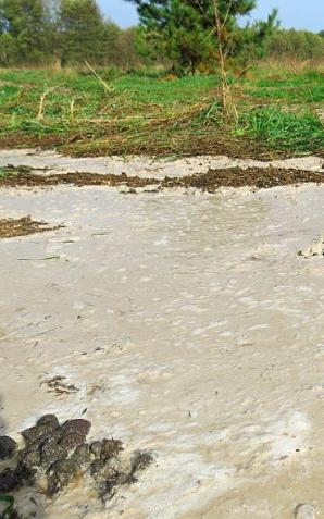 Skażenia środowiska przez fermę norek amerykańskich w Radachowie. Rutkowski w Gorzowie!