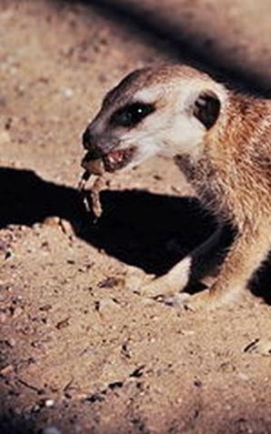 [VIDEO] Pomysłowe surykatki z Mini Zoo w Zielonej Górze