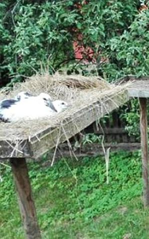 Przeprowadzka młodych boćków 