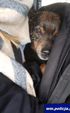 Ostróda: Pies przymarzł do tafli jeziora. Uratowała go szybka reakcja dzielnicowego