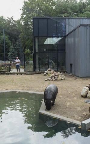 Puk, puk... Kto tam? Hipopotam!