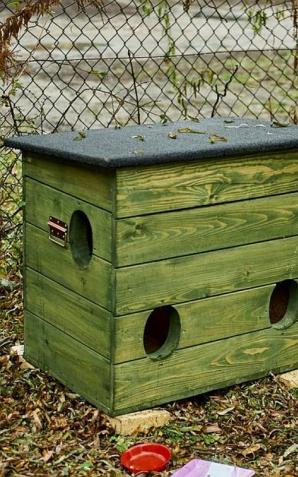 Pomóżmy wolno żyjącym kotom przetrwać zimę