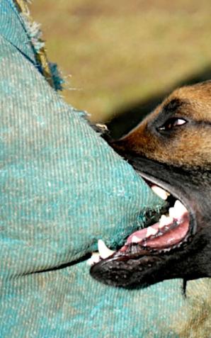 18-latka podczas spaceru nie założyła psu kagańca, a ten zaatakował 10-latkę