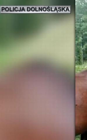 [VIDEO] 3 konie samodzielnie zwiedzały okolice Świdnicy.  Wybrały się do Wałbrzycha