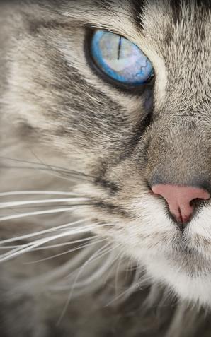 Był poszukiwany, schował się w szafie, zdradził go kot