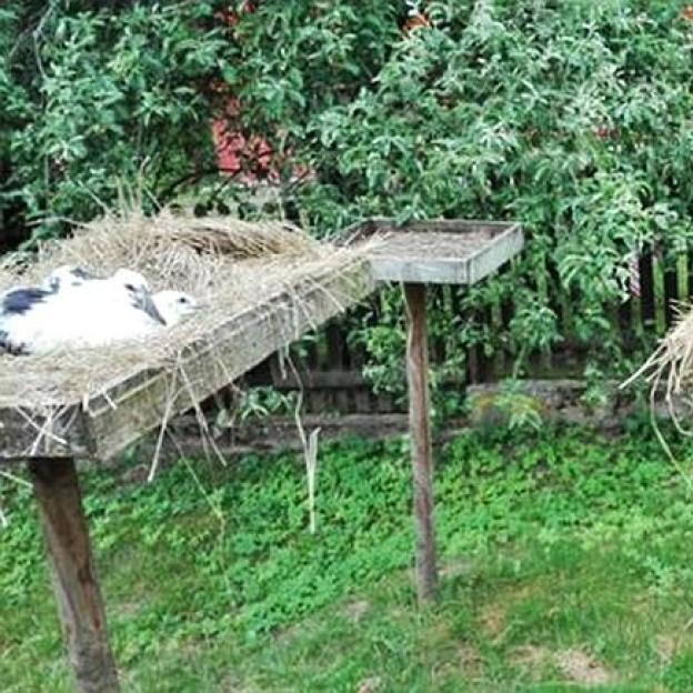 Przeprowadzka młodych boćków 