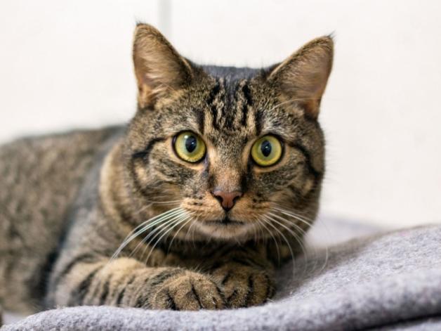 Warszawa pomaga zwierzętom