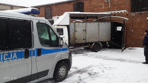 Zatrzymani złodzieje bydła hodowlanego w zachodniopomorskiem