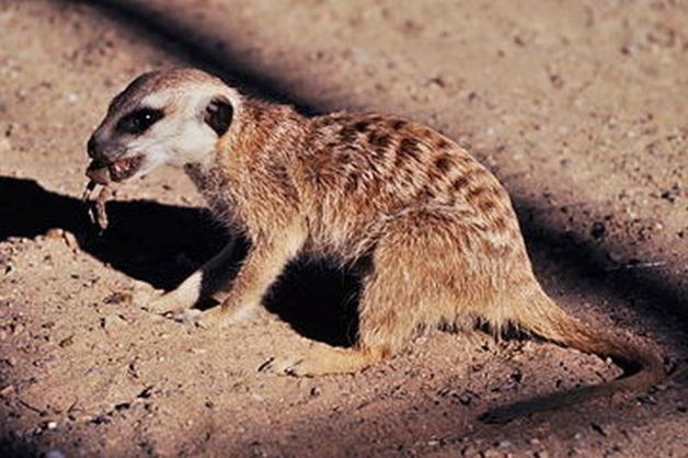 [VIDEO] Pomysłowe surykatki z Mini Zoo w Zielonej Górze