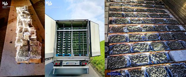 [VIDEO] Marihuana trafiła do Polski z Kalafiorami