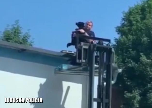 W Zielonej Górze po dachach chodzą psy, a nie koty. Pomagała policja