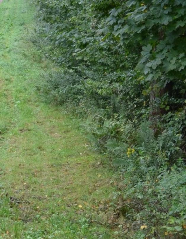 Nowa moda wśród kurierów. Kurierzy rozmydlają się w lesie