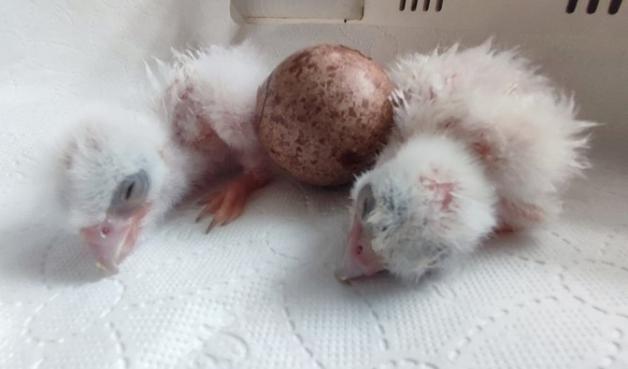 [VIDEO] ]Niesamowita historia Sokoła Wędrownego: Powrót do gniazda i opieka leśniczego